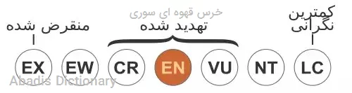 خرس قهوه ای سوری